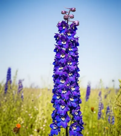 Illustration rocket - Image 1