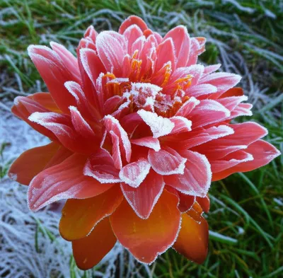 Illustration nips - Image 1