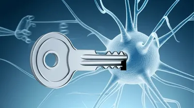 Hình ảnh minh họa anticholinergic - Ảnh 1