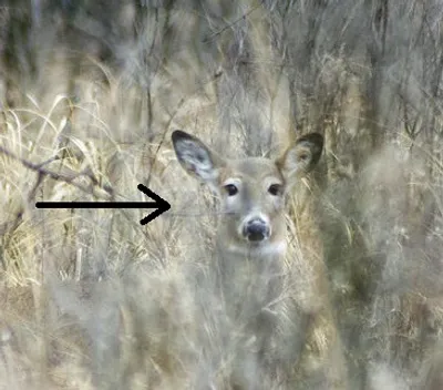 Illustration inconspicuous - Image 2