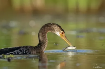 Illustration anhingas - Image 2