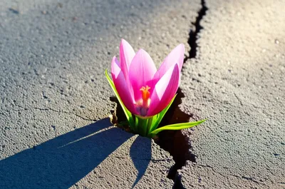 Illustration revival - Image 1