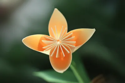 Illustration unfolds - Image 1