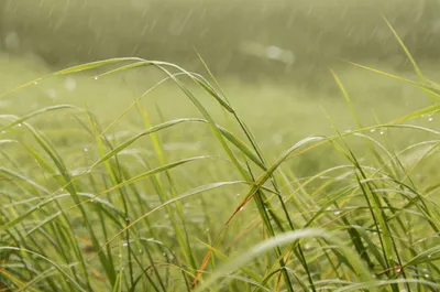 Illustration mizzle - Image 1