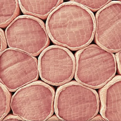 Illustration fascicles - Image 1