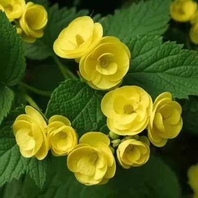 Illustration primrose