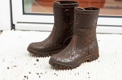 Illustration feculent