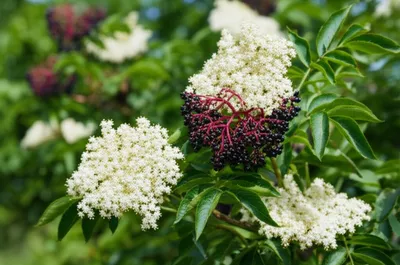 Illustration elders - Image 1