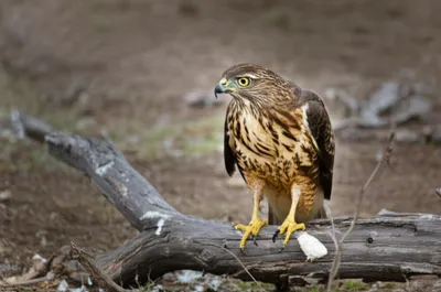 Illustration mute - Image 1