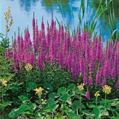 Illustration marginal - Image 5