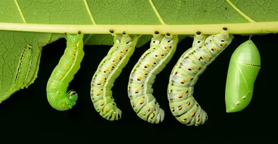 Illustration larval - Image 1