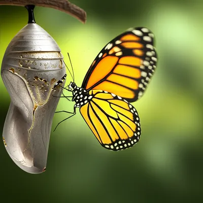 Illustration issue - Image 1