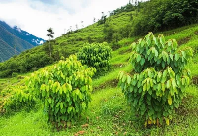 Illustration cocas - Image 1