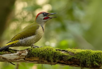 Illustration yaffles - Image 1