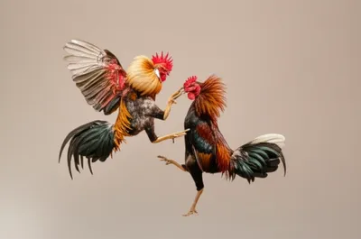 Illustration spars - Image 1