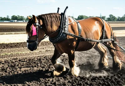 Illustration traction - Image 1