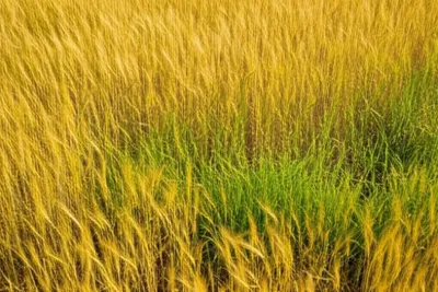 Illustration darnel - Image 1