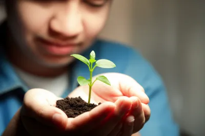 Illustration embosom - Image 1