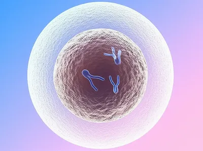 Illustration embryonic