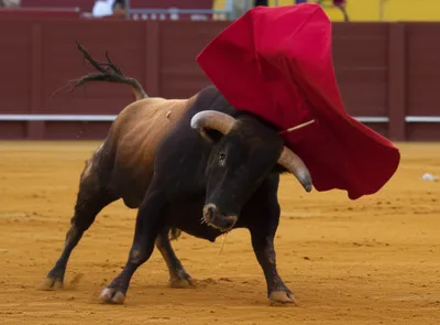 Illustration gored - Image 1