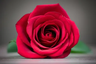 Illustration stale - Image 1