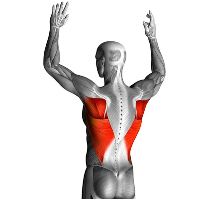 Illustration lats - Image 1