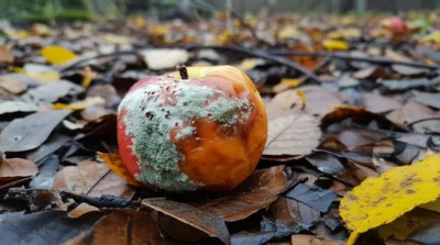 Illustration rot - Image 1