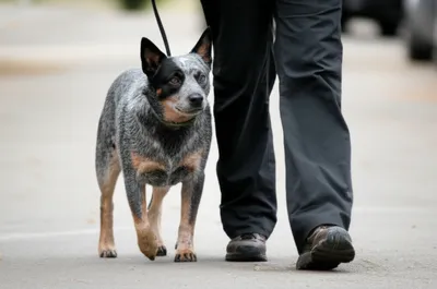 Illustration heelers - Image 1