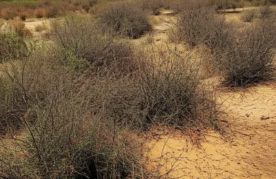 Illustration scrub - Image 1