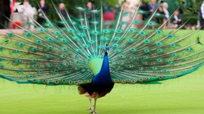 Illustration swagger - Image 1