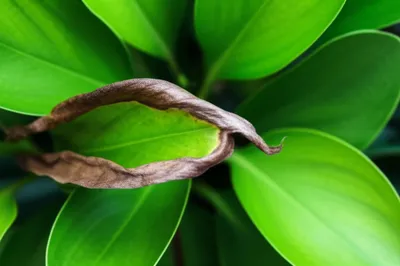 Illustration crisp - Image 1