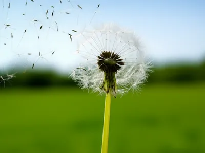 Illustration puff - Image 1