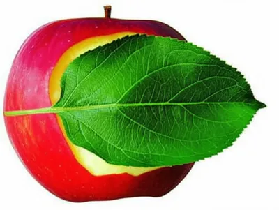 Illustration occludes