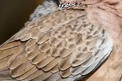 Illustration plumage - Image 2