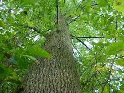 Illustration ash - Image 2