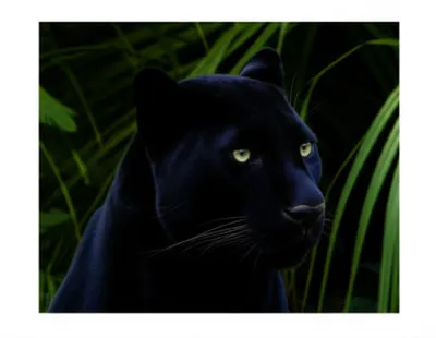 Illustration stealthy