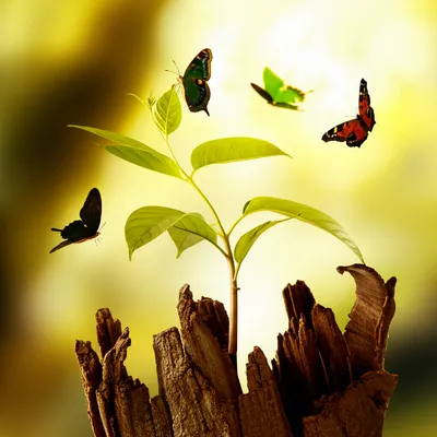 Illustration recreating