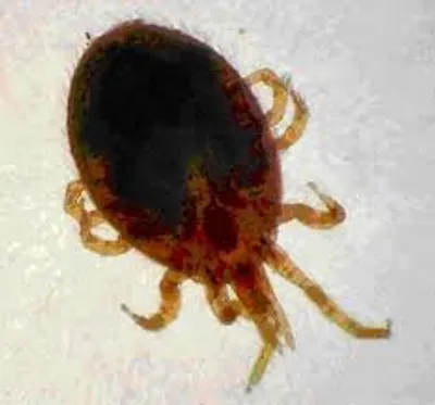 Illustration mite - Image 2