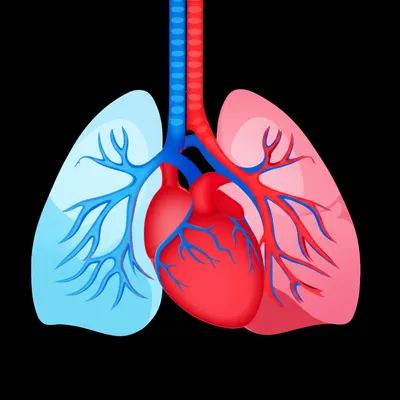 Illustration cardio - Image 1