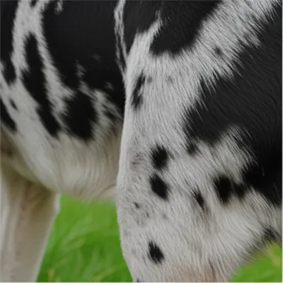 Illustration merle - Image 1