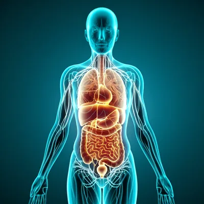 Illustration internal - Image 1