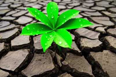 Illustration cured - Image 1