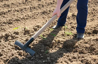 Illustration hoed - Image 1