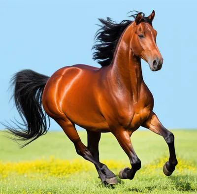 Illustration gee - Image 1