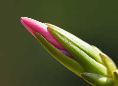Illustration flowering - Image 1