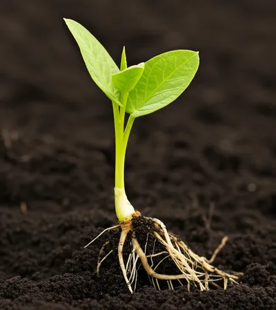 Illustration vegetative - Image 1