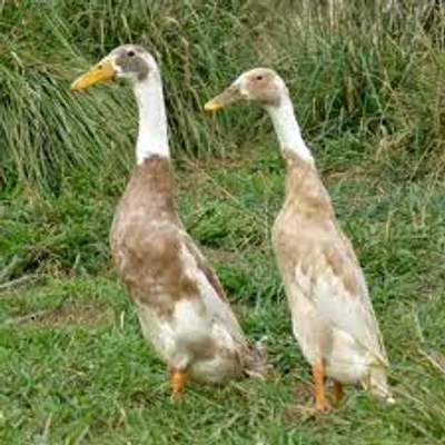 Illustration runner - Image 2