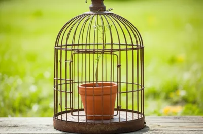 Illustration confinements