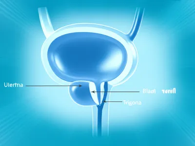Illustration vesical - Image 1