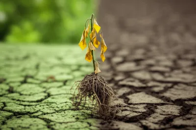 Illustration degradation - Image 1